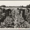 Potato field, where the farm members of this resettled group have the second best crop in the three leading potato counties, according to estimates of the New Jersey Agricultural State College. Hightstown, New Jersey