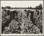 Potato field, where the farm members of this resettled group have the second best crop in the three leading potato counties, according to estimates of the New Jersey Agricultural State College. Hightstown, New Jersey