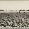 Hightstown, New Jersey. Factory and field, both to be run on cooperative basis by resettled families at Hightstown. The men are working in the potato field, one of the crops on the farm of four hundred and fourteen acres. ...