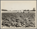 Hightstown, New Jersey. Factory and field, both to be run on cooperative basis by resettled families at Hightstown. The men are working in the potato field, one of the crops on the farm of four hundred and fourteen acres. ...