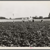 Hightstown, New Jersey. Factory and field, both to be run on cooperative basis by resettled families at Hightstown. The men are working in the potato field, one of the crops on the farm of four hundred and fourteen acres. ...