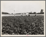 Hightstown, New Jersey. Factory and field, both to be run on cooperative basis by resettled families at Hightstown. The men are working in the potato field, one of the crops on the farm of four hundred and fourteen acres. ...