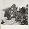 Berry pickers. Southern New Jersey. These pickers are Negroes brought in by truck from Delaware