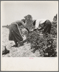 Berry pickers. Southern New Jersey. These pickers are Negroes brought in by truck from Delaware