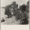Berry pickers. Southern New Jersey. These pickers are Negroes brought in by truck from Delaware