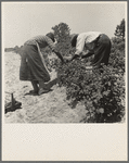 Berry pickers. Southern New Jersey. These pickers are Negroes brought in by truck from Delaware