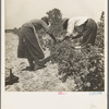 Berry pickers. Southern New Jersey. These pickers are Negroes brought in by truck from Delaware