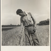 Hightstown, New Jersey. Member of the farming group on the project. Polish-Jewish born, served in the American Army, World War