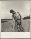 Hightstown, New Jersey. Member of the farming group on the project. Polish-Jewish born, served in the American Army, World War