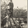 Cherry pickers near Millville, New Jersey. The cherry crop is harvested by local families, men, women and children