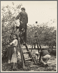 Cherry pickers near Millville, New Jersey. The cherry crop is harvested by local families, men, women and children