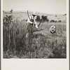Cradling wheat near Christianburg, Virginia