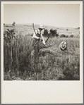 Cradling wheat near Christianburg, Virginia