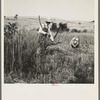 Cradling wheat near Christianburg, Virginia