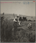Cradling wheat near Christianburg, Virginia