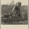 Cotton picker. San Joaquin Valley, California