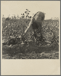 Cotton picker. San Joaquin Valley, California