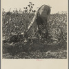 Cotton picker. San Joaquin Valley, California