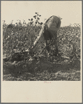 Cotton picker. San Joaquin Valley, California