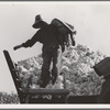 Cotton picker. San Joaquin Valley, California