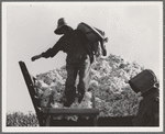 Cotton picker. San Joaquin Valley, California