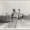 Weighing in cotton. San Joaquin Valley, California