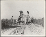 Weighing in cotton. San Joaquin Valley, California