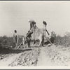 Weighing in cotton. San Joaquin Valley, California