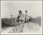 Weighing in cotton. San Joaquin Valley, California
