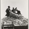 Loading cotton. Southern San Joaquin Valley, California