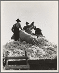 Loading cotton. Southern San Joaquin Valley, California