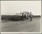 Weighing in cotton. Southern San Joaquin Valley, California