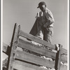 Loading cotton. Southern San Joaquin Valley, California