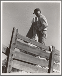 Loading cotton. Southern San Joaquin Valley, California