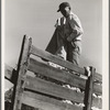 Loading cotton. Southern San Joaquin Valley, California
