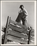 Loading cotton. Southern San Joaquin Valley, California