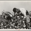 Picking cotton. San Joaquin Valley, California
