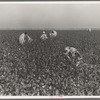 Cotton pickers at work in the southern San Joaquin Valley, California. They receive one dollar and one dollar and twenty-five cents per hundred pounds