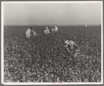 Cotton pickers at work in the southern San Joaquin Valley, California. They receive one dollar and one dollar and twenty-five cents per hundred pounds