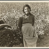 Cotton picker. Southern San Joaquin Valley, California