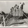 Loading cotton. San Joaquin Valley, California