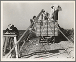 Loading cotton. San Joaquin Valley, California