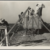 Loading cotton. San Joaquin Valley, California