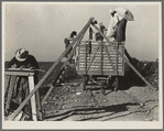 Loading cotton. San Joaquin Valley, California