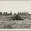 Children of drought refugees camped by highway outside of Fresno, California. The parents are working in the cotton field