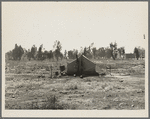 Children of drought refugees camped by highway outside of Fresno, California. The parents are working in the cotton field