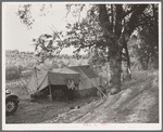 Wife and child of migrant worker, encamped near Winters, California. This is a proposed location of Resettlement Administration migrant camp