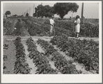 Farm workers victory festival, June 1942. Mr. and Mrs. James Ramsey have one of the best gardens at Woodville FSA Farm Workers Community. They are labor home residents. Baby McAdoo is a young neighbor for whom they care while his parents are working in the field