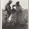Mexican townfolk sacking peppers near Stockton, California