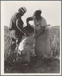 Mexican townfolk sacking peppers near Stockton, California